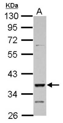 Western Blot: DMRT1 Antibody [NBP2-16179] - Sample (30 ug of whole cell lysate) A: K562 10% SDS PAGE gel, diluted at 1:3000.