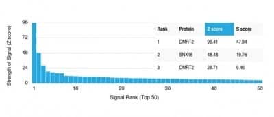 Protein Array: DMRT2 Antibody (PCRP-DMRT2-1B11) - Azide and BSA Free [NBP3-14270] - Analysis of Protein Array containing more than 19,000 full-length human proteins using DMRT2 Antibody (PCRP-DMRT2-1B11).