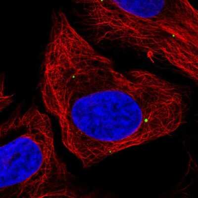 Immunocytochemistry/ Immunofluorescence DMRTA1 Antibody - BSA Free