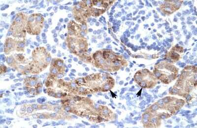 Immunohistochemistry-Paraffin: DMRTA2 Antibody [NBP1-80019] - Human kidney Tissue, antibody concentration 4-8ug/ml. Cells with positive label: renal corpuscle cells (indicated with arrows) 400X magnification.