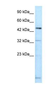 Western Blot DMRTA2 Antibody - BSA Free