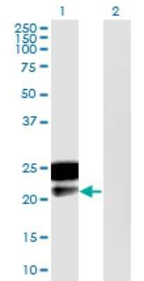 Western Blot DMRTB1 Antibody (5E7) - Azide and BSA Free