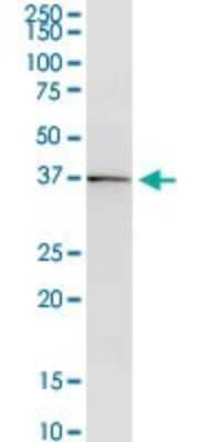 Western Blot: DMRTB1 Antibody [H00063948-B02P] - Analysis of DMRTB1 expression in human liver.