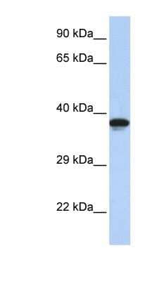 Western Blot DMRTC2 Antibody - BSA Free