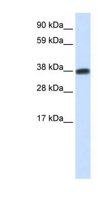 Western Blot DMRTC2 Antibody - BSA Free