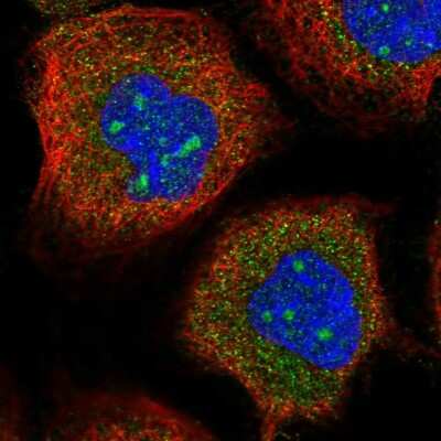 Immunocytochemistry/ Immunofluorescence DMXL1 Antibody - BSA Free