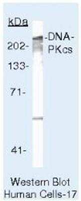 Western Blot: DNA-PKcs Antibody (18-2) [NB600-1203] - Analysis of LS174T Cells.