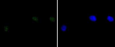 Immunocytochemistry/Immunofluorescence: DNA-PKcs Antibody (SC57-08) [NBP2-67554] - Staining DNA PKcs in A549 cells (green). The nuclear counter stain is DAPI (blue). Cells were fixed in paraformaldehyde, permeabilised with 0.25% Triton X100/PBS.