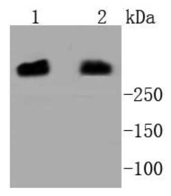 Western Blot: DNA-PKcs Antibody (SC57-08) [NBP2-67554] - Analysis of DNA PKcs on different lysates using anti-DNA PKcs antibody at 1/1,000 dilution. Positive control: Lane 1: Hela Lane 2: MCF-7