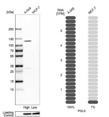 Western Blot: DNA Polymerase Kappa Antibody [NBP2-55247] - Analysis in human cell lines A-549 and MCF-7. Corresponding RNA-seq data are presented for the same cell lines. Loading control: Anti-HSP90B1.