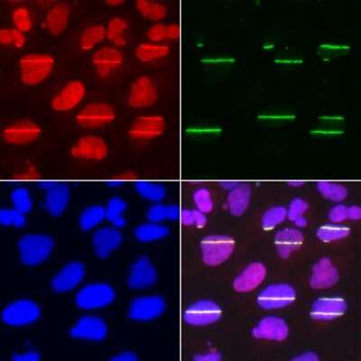 Immunocytochemistry/Immunofluorescence: DNA Polymerase delta, catalytic subunit Antibody [NBP2-92893] - Analysis of U2OS cells using DNA Polymerase delta, catalytic subunit used for DNA damage marker. Blue: DAPI for nuclear staining. Cells were treated by UV-A laser.