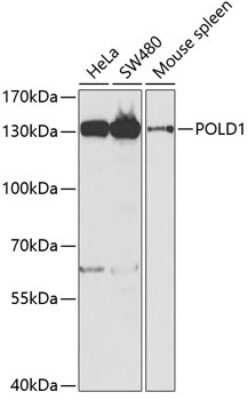 Western Blot: DNA Polymerase delta, catalytic subunit Antibody [NBP2-92893] - Analysis of extracts of various cell lines, using DNA Polymerase delta, catalytic subunit at 1:1000 dilution. Secondary antibody: HRP Goat Anti-Rabbit IgG (H+L) at 1:10000 dilution. Lysates/proteins: 25ug per lane. Blocking buffer: 3% nonfat dry milk in TBST. Detection: ECL Basic Kit . Exposure time: 90s.