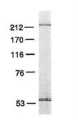 Western Blot: DNA Polymerase epsilon catalytic subunit A Antibody (3C5.1) [NB100-115] - SDS-polyacrylamide gel analysis of HeLa DNA pol purified by Mono S FPLC. The Mono S fraction (0.1 mg) was electrophoresed on a 7% SDS-polyacrylamide gel and stained with silver.