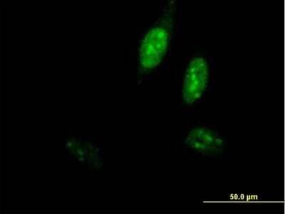 Immunocytochemistry/Immunofluorescence: DNA Polymerase epsilon subunit 3 Antibody [H00054107-B02P] - Analysis of purified antibody to POLE3 on HeLa cell. (antibody concentration 10 ug/ml)