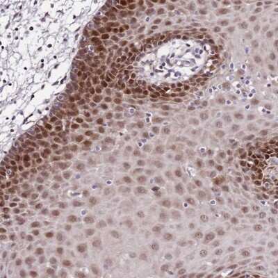 Immunohistochemistry-Paraffin: DNA Polymerase epsilon subunit 3 Antibody [NBP2-13785] - Staining of human oral mucosa shows strong nuclear positivity in squamous epithelial cells.