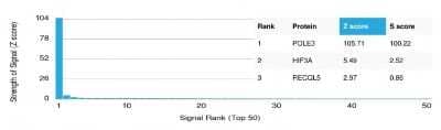 Protein Array: DNA Polymerase epsilon subunit 3 Antibody (PCRP-POLE3-2F10) [NBP3-07616] - Analysis of Protein Array containing more than 19,000 full-length human proteins using DNA Polymerase epsilon subunit 3 Mouse Monoclonal Antibody (PCRP-DNA Polymerase epsilon subunit 3-2F10).