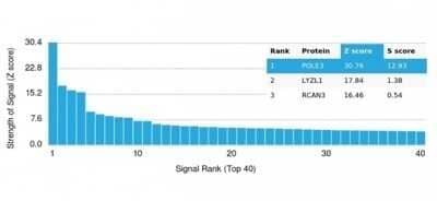 Protein Array: DNA Polymerase epsilon subunit 3 Antibody (PCRP-POLE3-3D3) - Azide and BSA Free [NBP3-14143] - Analysis of Protein Array containing more than 19,000 full-length human proteins using DNA Polymerase epsilon subunit 3 Antibody (PCRP-POLE3-3D3).