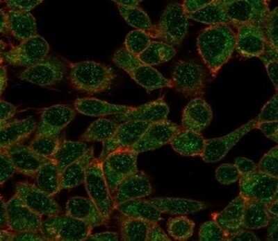 Immunocytochemistry/Immunofluorescence: DNA Polymerase epsilon subunit 3 Antibody (PCRP-POLE3-3D3) [NBP3-13740] - Immunofluorescence Analysis of PFA-fixed HeLa cells stained using DNA Polymerase epsilon subunit 3 Antibody (PCRP-POLE3-3D3) followed by goat anti-mouse IgG-CF488 (green). CF640R phalloidin (red).