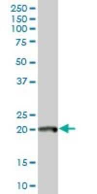 Western Blot: DNA Polymerase epsilon subunit 3 Antibody [H00054107-B02P] - Analysis of POLE3 expression in human liver.