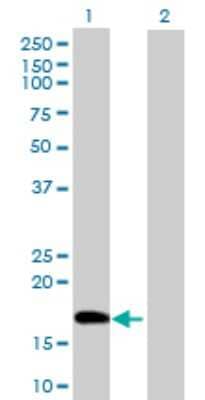 Western Blot: DNA Polymerase epsilon subunit 3 Antibody [H00054107-B02P] - Analysis of POLE3 expression in transfected 293T cell line by POLE3 polyclonal antibody.  Lane 1: POLE3 transfected lysate(16.17 KDa). Lane 2: Non-transfected lysate.