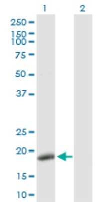 Western Blot: DNA Polymerase epsilon subunit 3 Antibody [H00054107-D01P] - Analysis of POLE3 expression in transfected 293T cell line by POLE3 polyclonal antibody.Lane 1: POLE3 transfected lysate(16.90 KDa).Lane 2: Non-transfected lysate.