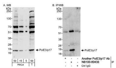 Western Blot: DNA Polymerase epsilon subunit 3 Antibody [NB100-60438] - Whole cell lysate from HeLa (5, 15 and 50 ug for WB; 1 mg for IP, 20% of IP loaded) and 293T (T; 50 ug) cells.  NB100-60438 used for WB at 0.4 ug/ml (A) and 1 ug/ml (B) and used for IP at 3 ug/mg lysate.