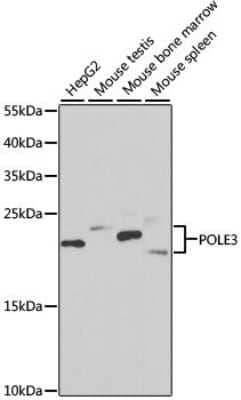 <b>Genetic Strategies Validation. </b>Western Blot: DNA Polymerase epsilon subunit 3 Antibody [NBP2-92951] - Analysis of extracts of various cell lines, using DNA Polymerase epsilon subunit 3 . Exposure time: 90s.