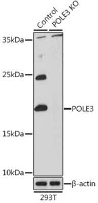 Western Blot: DNA Polymerase epsilon subunit 3 Antibody [NBP2-92951] - Western blot analysis of extracts from normal (control) and [KO Validated] DNA Polymerase epsilon subunit 3 Rabbit pAb knockout (KO) 293T cells, using [KO Validated] DNA Polymerase epsilon subunit 3 Rabbit pAb antibody (NBP2-92951) at 1:1000 dilution. Secondary antibody: HRP Goat Anti-Rabbit IgG (H+L) at 1:10000 dilution. Lysates/proteins: 25ug per lane. Blocking buffer: 3% nonfat dry milk in TBST. Detection: ECL Basic Kit. Exposure time: 30s.