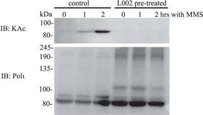 Immunoprecipitation: DNA Polymerase iota Antibody [NB100-175] - Characterization of DNA Polymerase iota acetylation. Effect of a p300/CBP inhibitor, L002, on MMS-induced DNA Polymerase iota acetylation. Image collected and cropped by CiteAb from the following publication (//pubmed.ncbi.nlm.nih.gov/30886224/) licensed under a CC-BY license.
