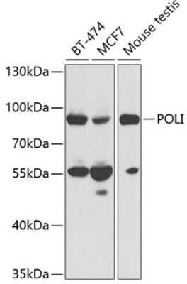 Western Blot: DNA Polymerase iota Antibody [NBP2-92404] - Analysis of extracts of various cell lines, using DNA Polymerase iota at 1:1000 dilution. Secondary antibody: HRP Goat Anti-Rabbit IgG (H+L) at 1:10000 dilution. Lysates/proteins: 25ug per lane. Blocking buffer: 3% nonfat dry milk in TBST.