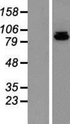 Western Blot: DNA Polymerase iota Overexpression Lysate (Adult Normal) [NBP2-10378] Left-Empty vector transfected control cell lysate (HEK293 cell lysate); Right -Over-expression Lysate for DNA Polymerase iota.