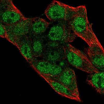 Immunocytochemistry/Immunofluorescence: DNA Primase large subunit Antibody [NBP2-58498] - Staining of human cell line Hep G2 shows localization to nucleoplasm. Antibody staining is shown in green.