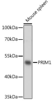 Western Blot: DNA Primase small subunit Antibody [NBP3-15505] - Western blot analysis of extracts of Mouse spleen, using DNA Primase small subunit antibody at 1:1000 dilution. Secondary antibody: HRP Goat Anti-Rabbit IgG (H+L) at 1:10000 dilution. Lysates/proteins: 25ug per lane. Blocking buffer: 3% nonfat dry milk in TBST. Detection: ECL Basic Kit. Exposure time: 1s.