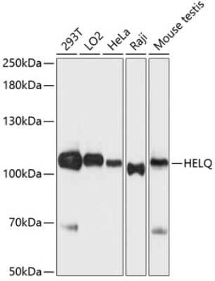 Western Blot: DNA helicase HEL308 Antibody [NBP2-92705] - Analysis of extracts of various cell lines, using DNA helicase HEL308 at 1:3000 dilution.Secondary antibody: HRP Goat Anti-Rabbit IgG (H+L) at 1:10000 dilution.Lysates/proteins: 25ug per lane.Blocking buffer: 3% nonfat dry milk in TBST.Detection: ECL Basic Kit .Exposure time: 90s.