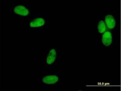 Immunocytochemistry/Immunofluorescence: DNA polymerase delta p50 Antibody [H00005425-B01P] - Analysis of purified antibody to POLD2 on HeLa cell. (antibody concentration 10 ug/ml)