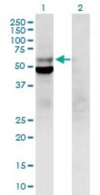 Western Blot DNA polymerase delta p50 Antibody - Azide and BSA Free