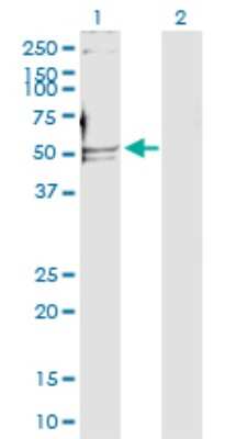 Western Blot: DNA polymerase delta p50 Antibody [H00005425-D01P] - Analysis of POLD2 expression in transfected 293T cell line by POLD2 polyclonal antibody.Lane 1: POLD2 transfected lysate(51.30 KDa).Lane 2: Non-transfected lysate.