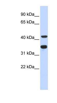 Western Blot: DNA polymerase delta p50 Antibody [NBP1-58097] - Human Heart lysate, concentration 0.2-1 ug/ml.