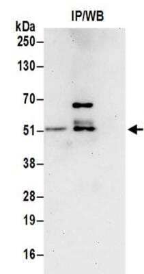Western Blot DNA polymerase delta p50 Antibody - BSA Free