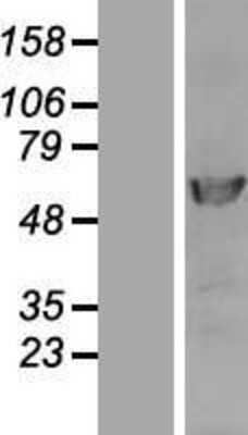 Western Blot DNA polymerase delta p50 Overexpression Lysate