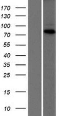 Western Blot: DNA polymerase eta Overexpression Lysate (Adult Normal) [NBP2-10408] Left-Empty vector transfected control cell lysate (HEK293 cell lysate); Right -Over-expression Lysate for DNA polymerase eta.