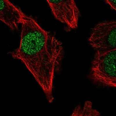 Immunocytochemistry/ Immunofluorescence DNA polymerase mu Antibody - BSA Free