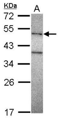 Western Blot: DNA polymerase mu Antibody [NBP2-16189] - Sample (30 ug of whole cell lysate) A: A431 12% SDS PAGE gel, diluted at 1:1000.