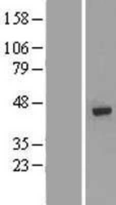 Western Blot: DNA polymerase mu Overexpression Lysate (Adult Normal) [NBP2-10345] Left-Empty vector transfected control cell lysate (HEK293 cell lysate); Right -Over-expression Lysate for DNA polymerase mu.