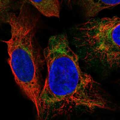 Immunocytochemistry/ Immunofluorescence DNAAF2 Antibody - BSA Free