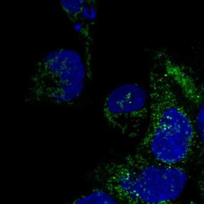 Immunocytochemistry/ Immunofluorescence DNAAF3 Antibody - BSA Free