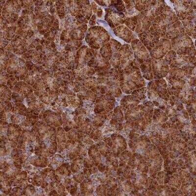 Immunohistochemistry-Paraffin: DNAH10 Antibody [NBP1-81898] - Staining of human pancreas shows strong cytoplasmic positivity in exocrine glandular cells.