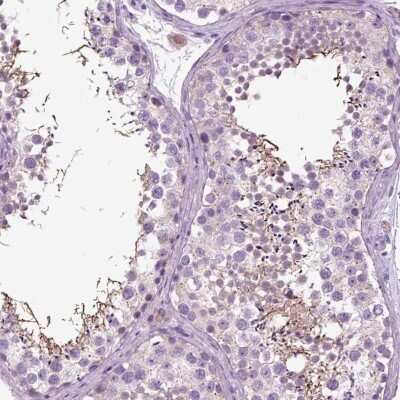 Immunohistochemistry-Paraffin DNAH10 Antibody - BSA Free
