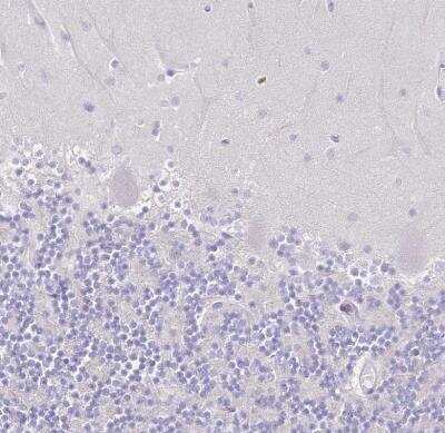 Immunohistochemistry-Paraffin: DNAH11 Antibody [NBP1-91843] - Staining of human cerebellum shows no positivity in purkinje cells as expected.