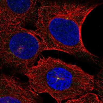 Immunocytochemistry/Immunofluorescence: DNAH14 Antibody [NBP2-55097] - Staining of human cell line U-2 OS shows localization to centrosome.